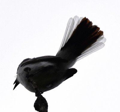A Blue-Gray Gnatcatcher also showed itself along the road.
