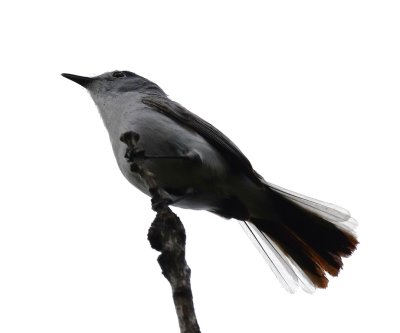 Blue-Gray Gnatcatcher