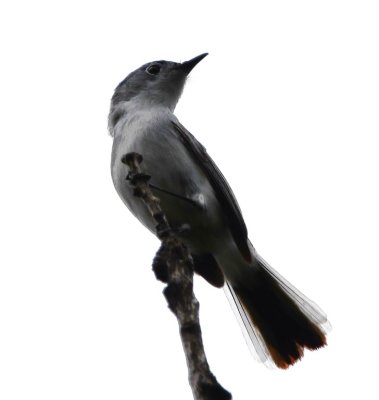 The Blue-Gray Gnatcatcher looked like a black-and-white picture against the gray clouds.