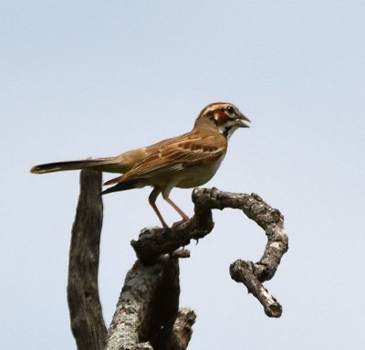 Lark Sparrow