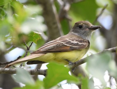 Great Crested Flycatcher