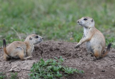 We drove over to the Holy City area and there were Prairie Dogs in the field at the turn-off.
