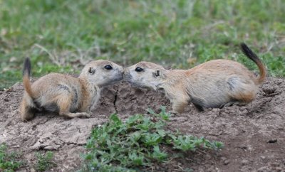 Prairie Dogs near the Holy City