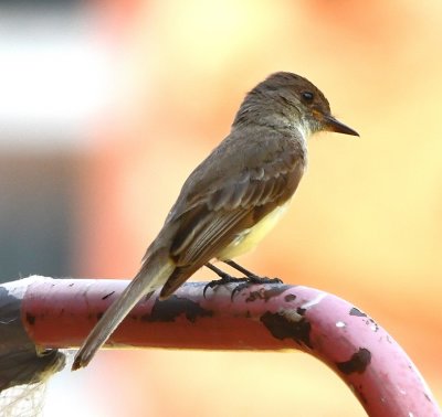 One of a pair of Eastern Phoebes looking for insects for their nestlings