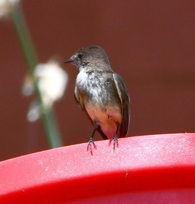 The second Eastern Phoebe