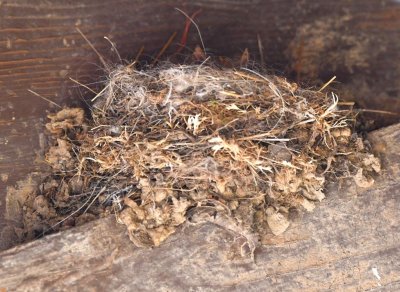 Looking closely, we saw a couple of small beaks poking up over the edge of the nest.