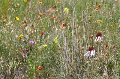 Coneflowers in the field near the Holy City, WMWR, Lawton, OK