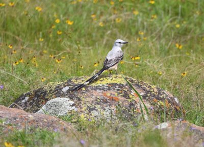 A Scissor-tailed Flycatcher flew onto a rock and posed for us as we were leaving.