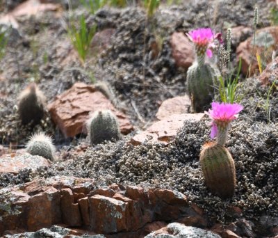 Next we drove over to the Rush Lake dam and, on the way, stopped to take photos of the little barrel cacti blooming in the field.