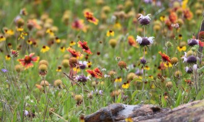 Monarda among the gallardia and rudbeckia