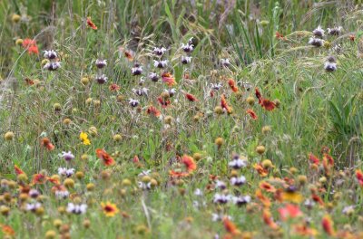 A bigger stand of monarda as we approached Rush Lake