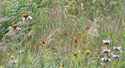 And some coneflowers