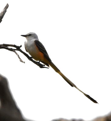 Scissor-tailed Flycatcher