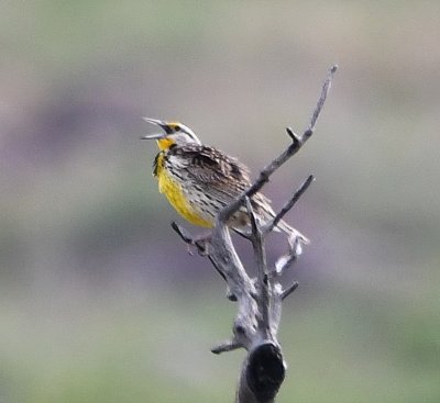 Eastern Meadowlark singing to us