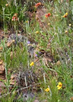 Wildflowers above Rush Lake dam