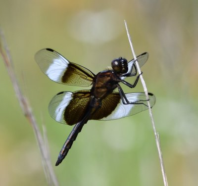 Widow Skimmer dragonfly