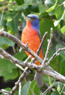 This male Painted Bunting was flying back and forth among the scrubby oaks above the dam.