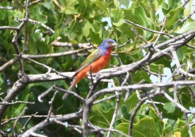 Male Painted Bunting