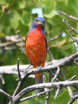 Male Painted Bunting