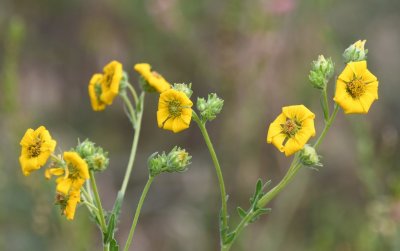 Yellow wildflowers