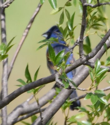 We caught a glimpse of this Blue Grosbeak as we were crossing the creek on the road going into the back side of Jed Johnson Lake.