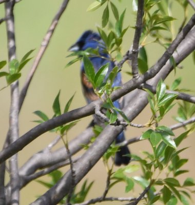 Blue Grosbeak
