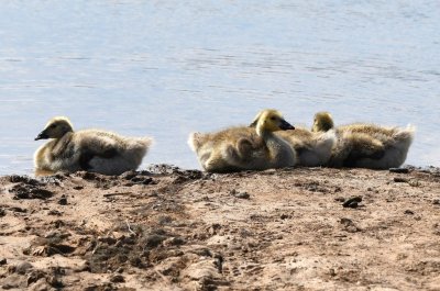 These goslings and their nearby parent did not want to yield the shoreline to us and we were not inclined to bother them, so we went to the next trail to the water.