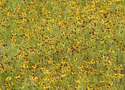 A field of Purple-headed Sneezeweed? at the next turn-in