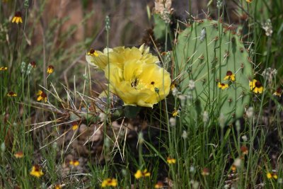 Blooming Prickly Pear cactus
