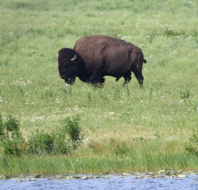 Bison at the east end of Lake Quanah Parker, Wichita Mountains Wildlife Refuge, Lawton, OK