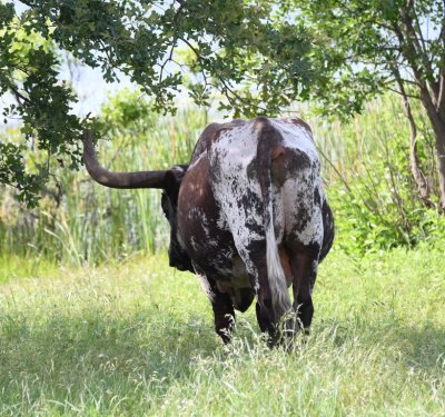 This fellow was at the next trail to the water and we were not inclined to bother him either.