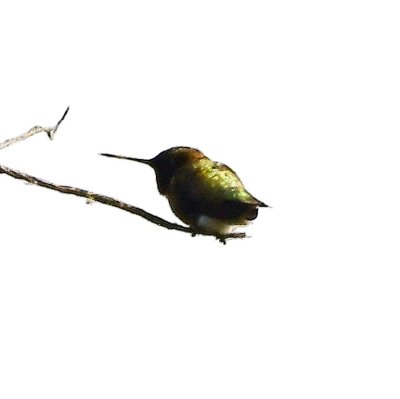 Black-chinned Hummingbird, west of the dam at Lake Quanah Parker