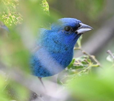 Our first glimpse of a male Indigo Bunting; he was below us as we looked down from the west side of the dam.