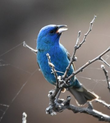 Indigo Bunting