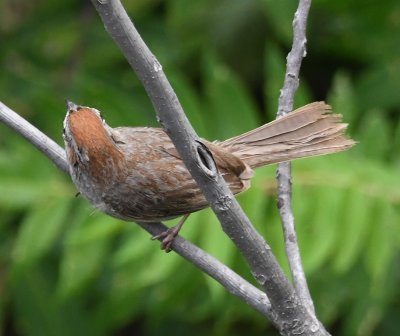 This Rufous-crowned Sparrow seemed to be vying with the bunting for perches below the dam.