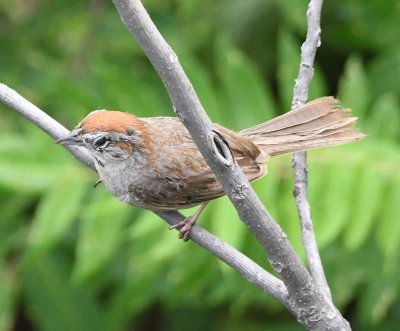 DSC_7360b.jpg