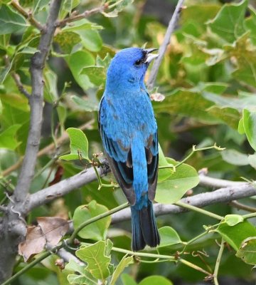 Back view of the Indigo Bunting