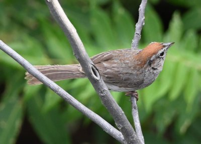Rufous-crowned Sparrow