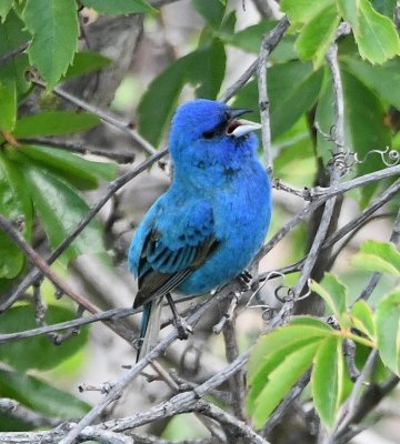 DSC_7384b.jpg