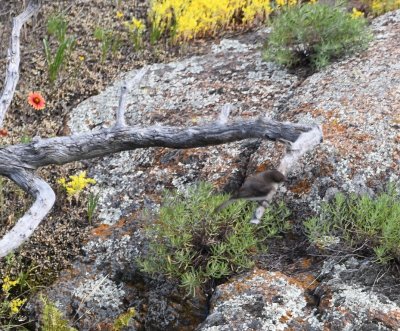 On the distant side of the small canyon below the dam, was an Eastern Phoebe.
