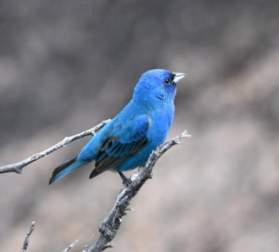 DSC_7390b.jpg