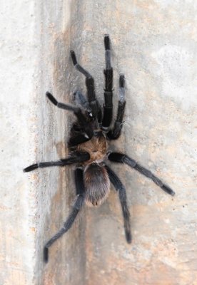 Bob showed us this tarantula he was photographing as it crawled up the wall along the steps around the dam.