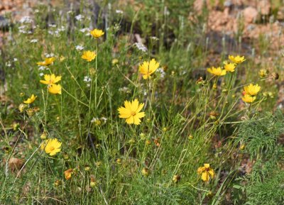 Yellow wildflowers, as we were leaving Quanah Parker Lake dam