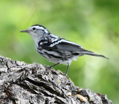 We drove around to the north side of the lake and walked the trail at the Environmental Education Center, where we saw this Black-and-white Warbler.