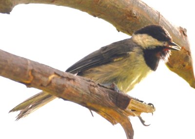 Carolina Chickadee, above the Environmental Education Center trail