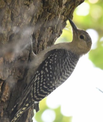 A juvenile Red-bellied Woodpecker