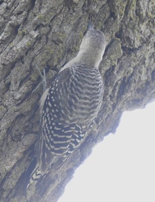 DSC_7433b.jpg