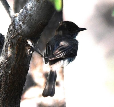 There were a couple of Eastern Phoebes near the education center buildings.