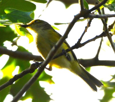 We found a White-eyed Vireo in the trees above the education center.