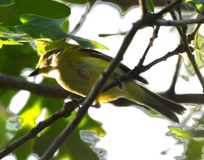 White-eyed Vireo